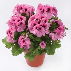 Aristo pembe canan sardunya fidesi ithal pelargonium pink