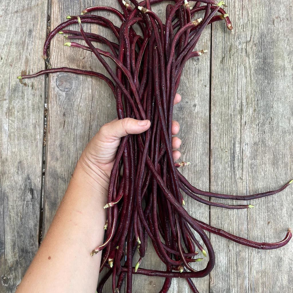 Mor uzun fasulye tohumu yard long purple bean