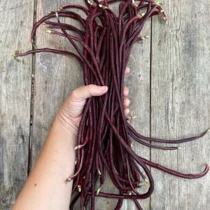Mor uzun fasulye tohumu yard long purple bean