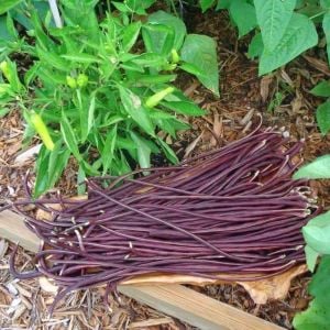 Mor uzun fasulye tohumu yard long purple bean