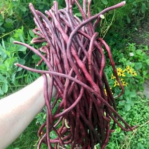 Mor uzun fasulye tohumu yard long purple bean