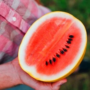 Minyatür altın karpuz tohumu geleneksel golden midget watermelon