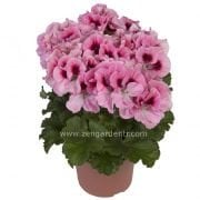 Aristo pembe canan sardunya fidesi ithal pelargonium pink