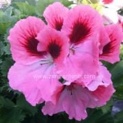 Aristo pembe canan sardunya fidesi ithal pelargonium pink