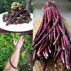 Mor uzun fasulye tohumu yard long purple bean