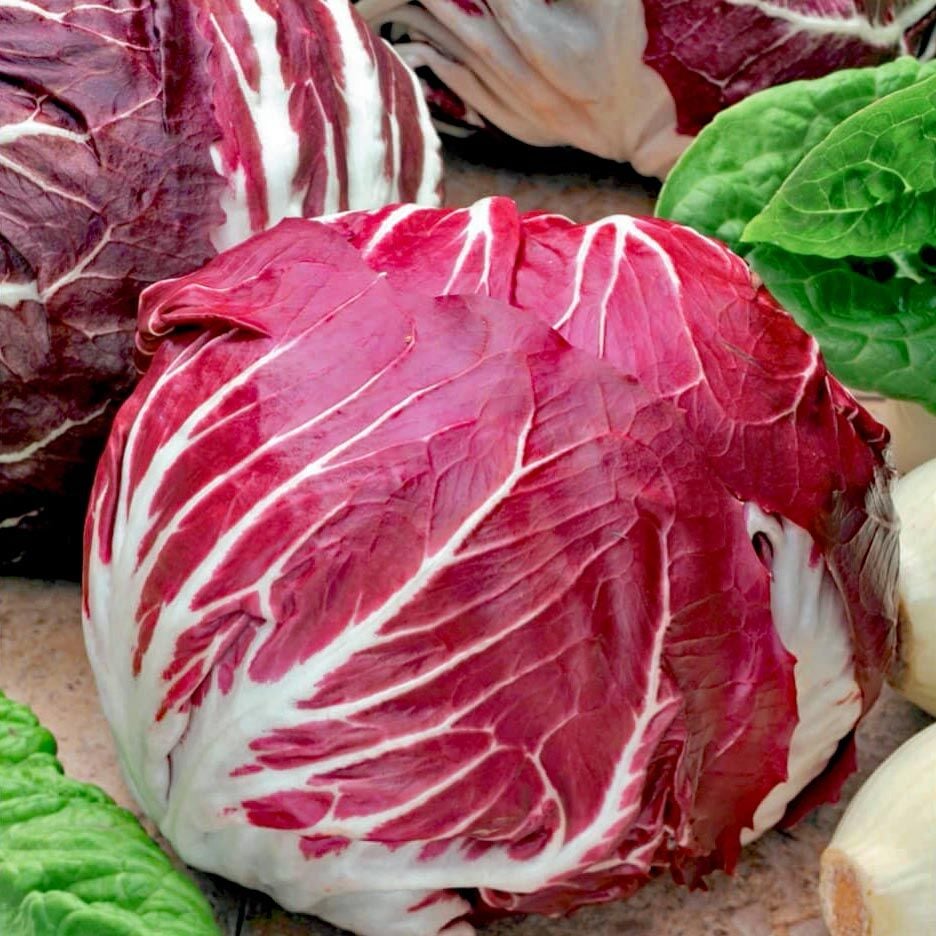 Kırmızı hindiba tohumu endive palla rossa