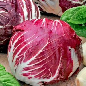 Kırmızı hindiba tohumu endive palla rossa