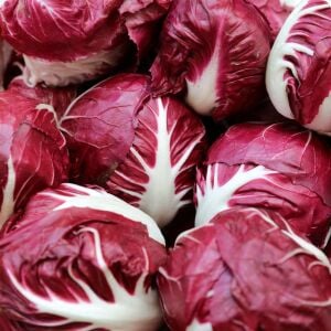 Kırmızı hindiba tohumu endive palla rossa