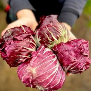Kırmızı hindiba tohumu endive palla rossa