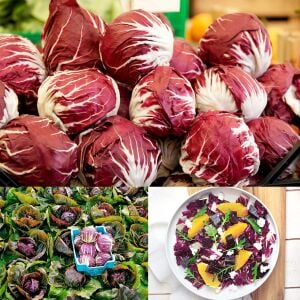 Kırmızı hindiba tohumu endive palla rossa