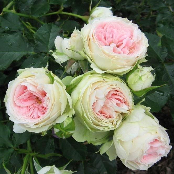 Pompon veranda gül fidanı aşılı 3+ yaş