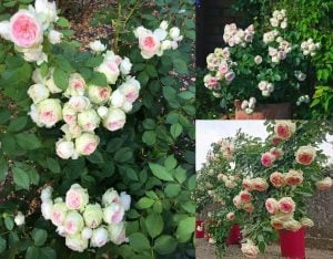 Pompon veranda gül fidanı aşılı 3+ yaş