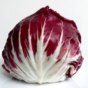 Kırmızı hindiba tohumu endive palla rossa