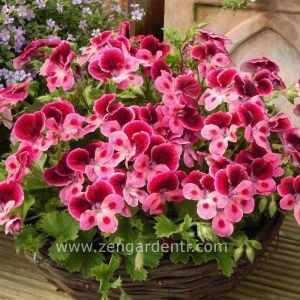 Pembe gözlü yediveren canan sardunya fidesi clarion pink with eye