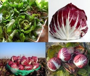 Kırmızı hindiba tohumu endive palla rossa
