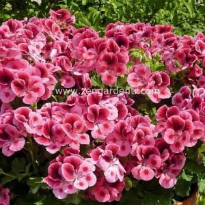 Pembe gözlü yediveren canan sardunya fidesi clarion pink with eye