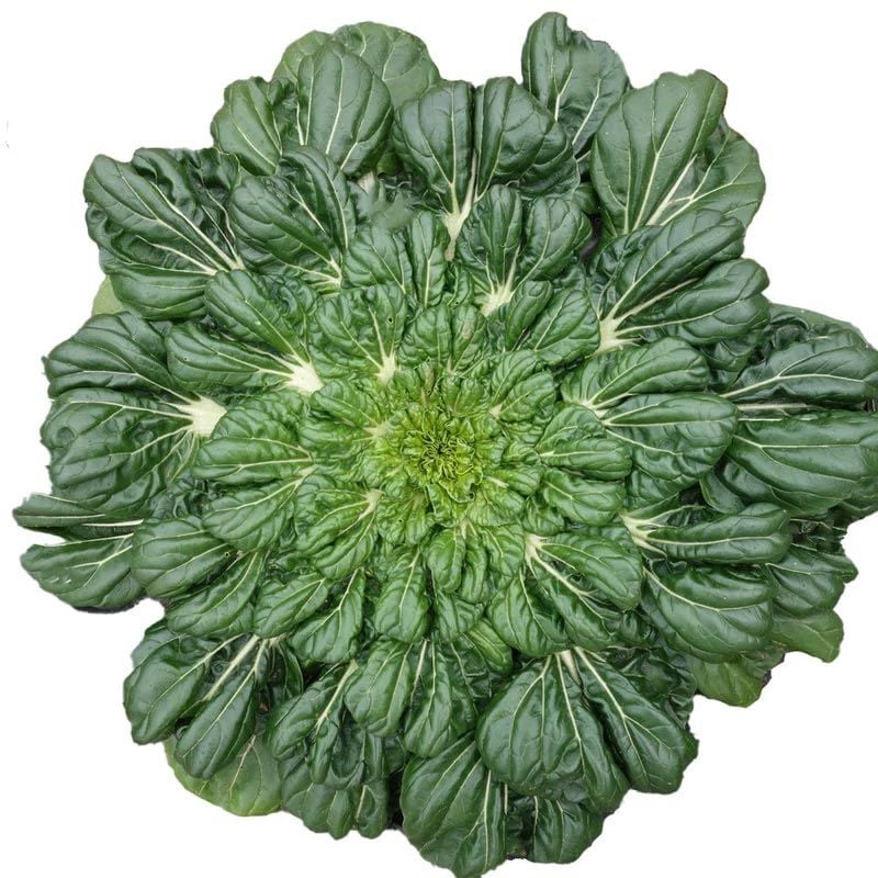 Tatsoi tohumu mini yaprak tatsoy