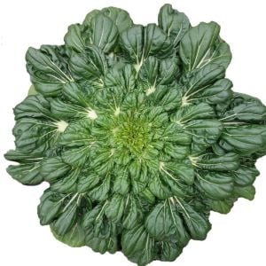 Tatsoi tohumu mini yaprak tatsoy