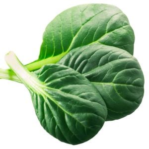 Tatsoi tohumu mini yaprak tatsoy