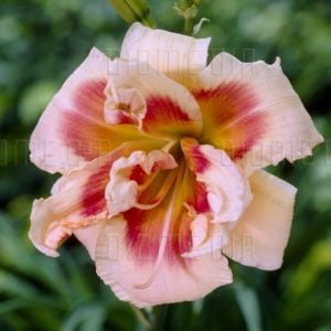 Katlı gün güzeli çiçeği ithal 42nd street hemerocallis