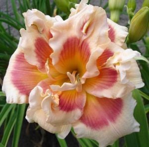 Katlı gün güzeli çiçeği ithal 42nd street hemerocallis