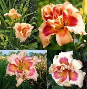 Katlı gün güzeli çiçeği ithal 42nd street hemerocallis