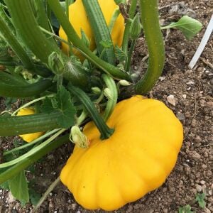 Sarı istiridye kabak tohumu Atalık yaz kabağı golden marbre
