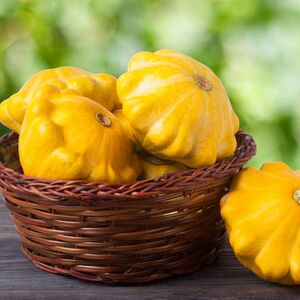 Sarı istiridye kabak tohumu Atalık yaz kabağı golden marbre