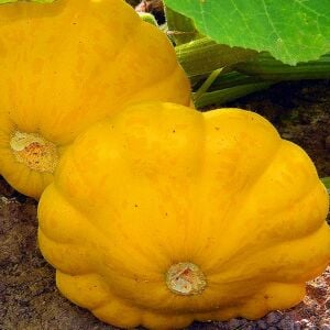 Sarı istiridye kabak tohumu Atalık yaz kabağı golden marbre