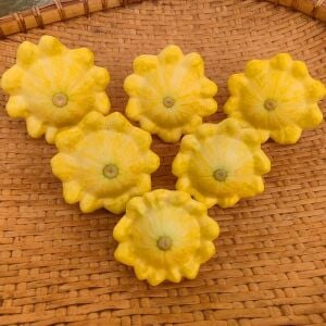 Sarı istiridye kabak tohumu Atalık yaz kabağı golden marbre