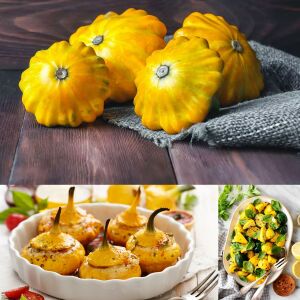 Sarı istiridye kabak tohumu Atalık yaz kabağı golden marbre