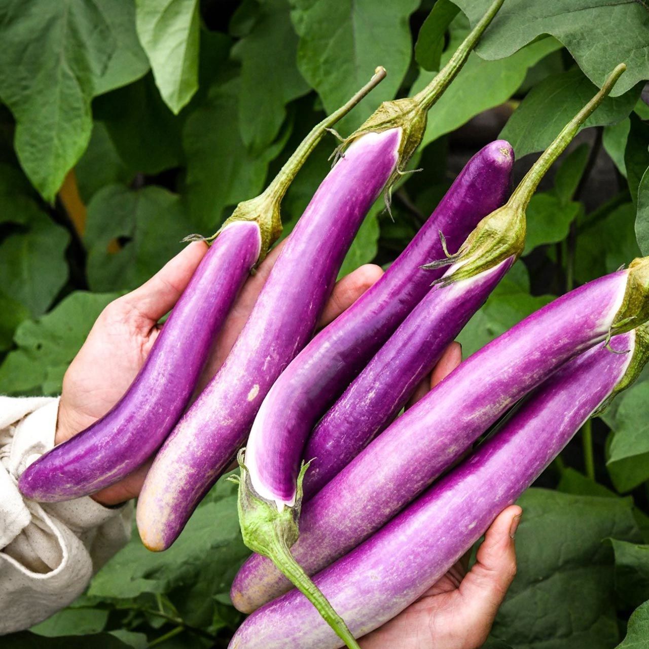 Pembe patlıcan tohumu atalık eggplant ping tung