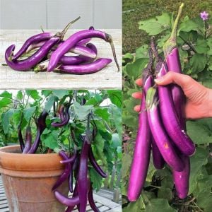Pembe patlıcan tohumu atalık eggplant ping tung