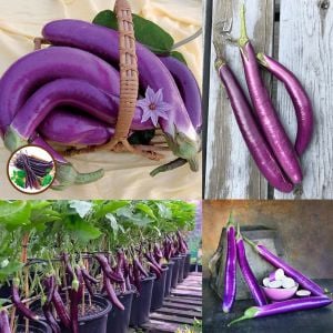 Pembe patlıcan tohumu atalık eggplant ping tung