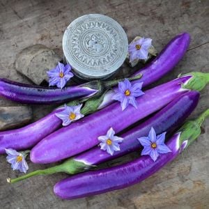 Pembe patlıcan tohumu atalık eggplant ping tung