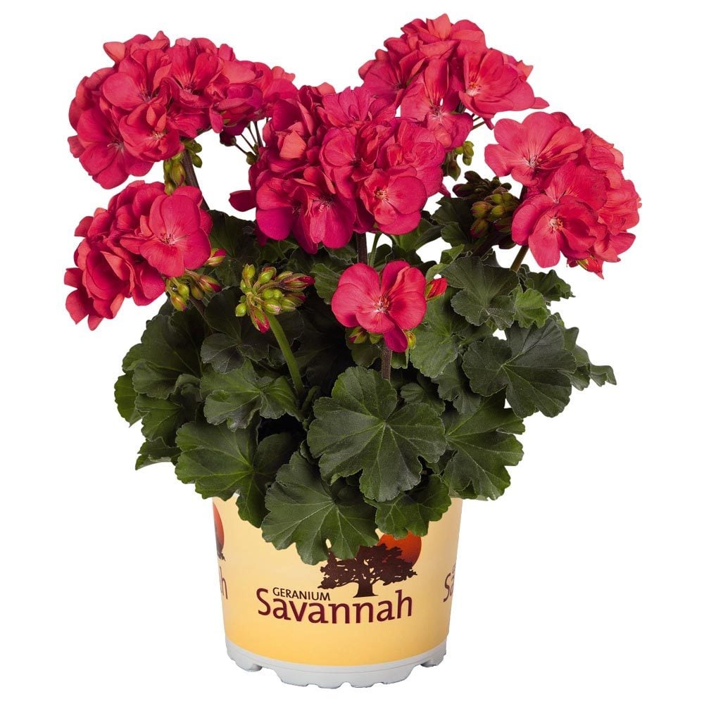 Punch sardunya fidesi savannah pelargonium