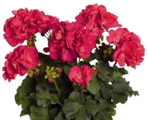 Punch sardunya fidesi savannah pelargonium