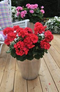 Punch sardunya fidesi savannah pelargonium