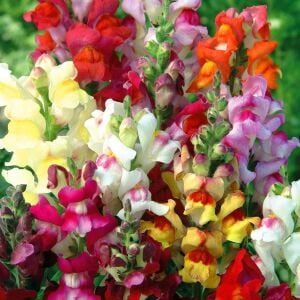 Circus Clowns aslanağzı tohumu karışımı snapdragon antirrhinum