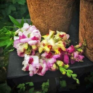 Circus Clowns aslanağzı tohumu karışımı snapdragon antirrhinum