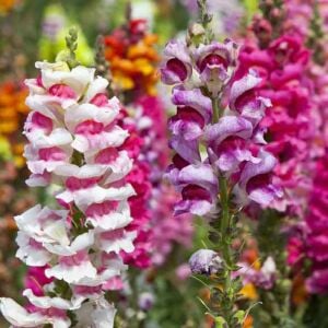 Circus Clowns aslanağzı tohumu karışımı snapdragon antirrhinum