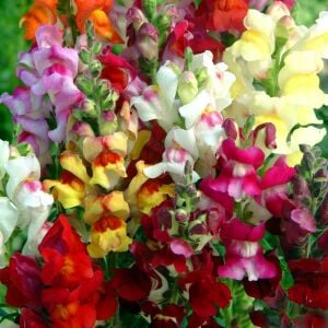 Circus Clowns aslanağzı tohumu karışımı snapdragon antirrhinum
