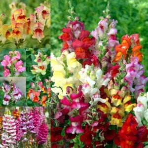 Circus Clowns aslanağzı tohumu karışımı snapdragon antirrhinum