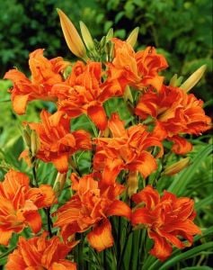 Katlı turuncu gün güzeli çiçeği ithal fulva kwanso hemerocallis