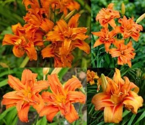 Katlı turuncu gün güzeli çiçeği ithal fulva kwanso hemerocallis