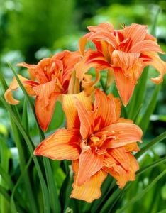 Katlı turuncu gün güzeli çiçeği ithal fulva kwanso hemerocallis