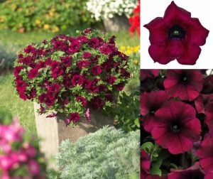 Koyu mor yediveren petunya fidesi patio burgundy