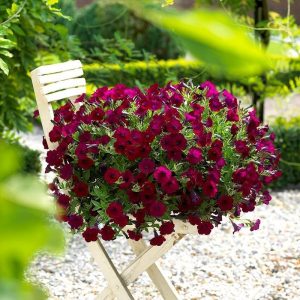 Koyu mor yediveren petunya fidesi patio burgundy