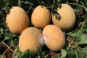 Kokulu ananas kavun tohumu geleneksel melon ananas seeds