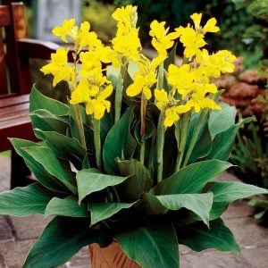 Golden king canna tesbih çiçeği soğanı
